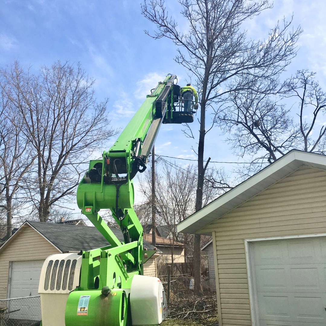 Tree Pruning & Trimming