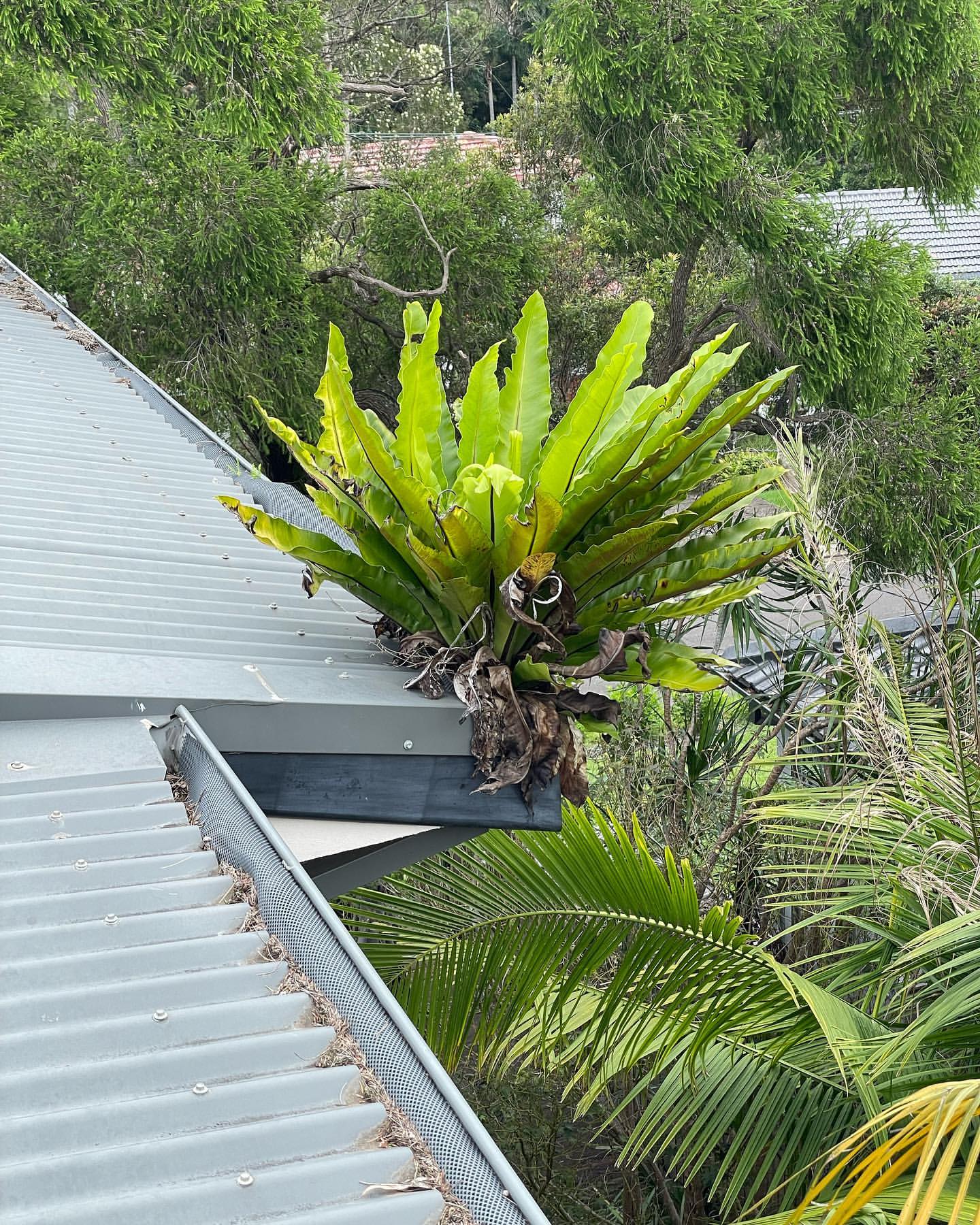 Gutter Cleaning & Maintenance