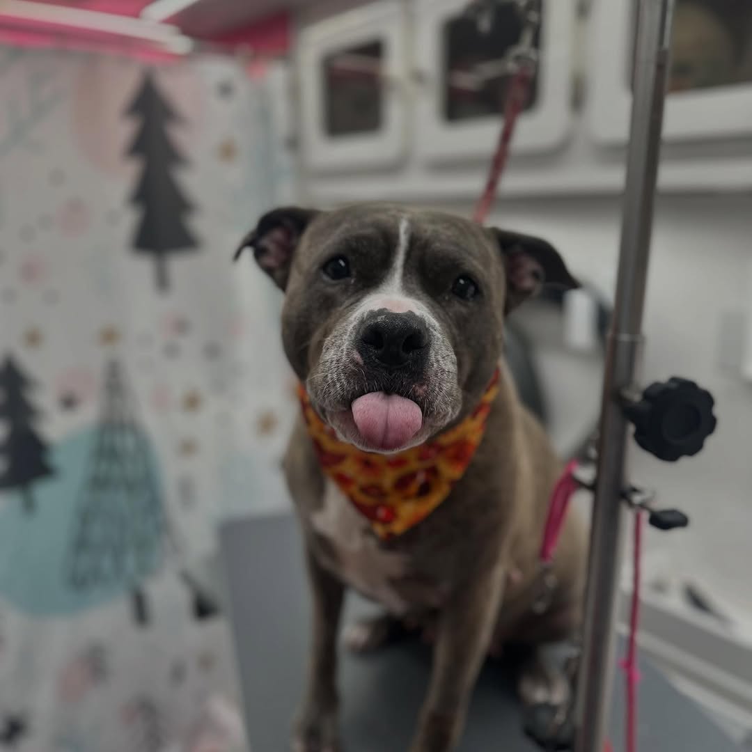Full breed grooming
