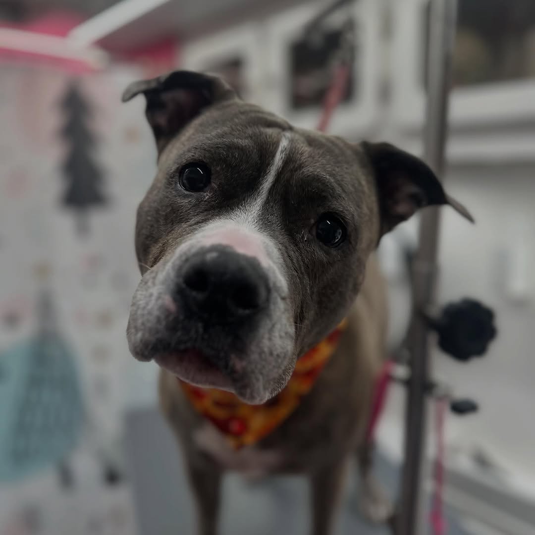 Large breed specialist