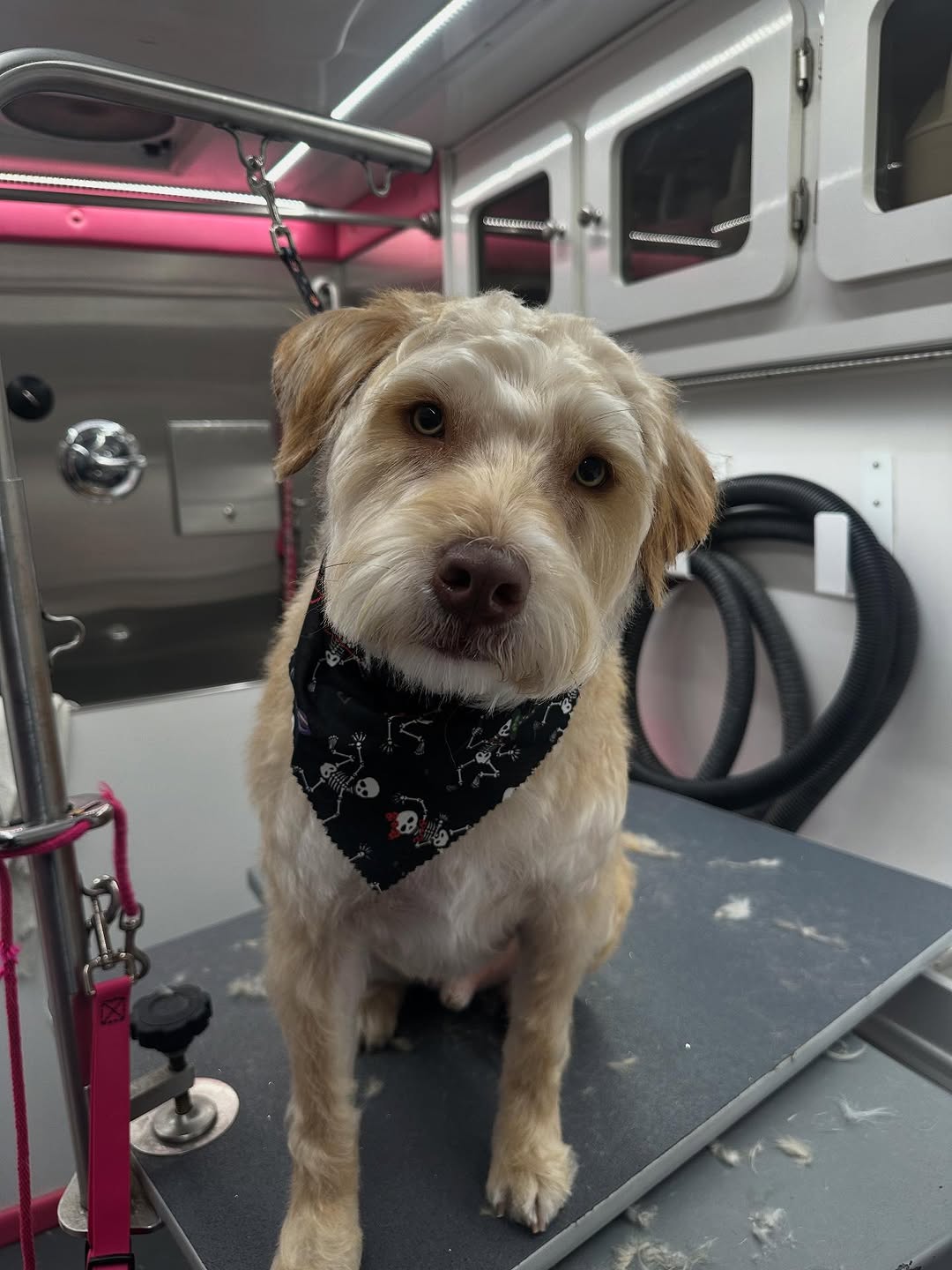 Nail and paw care