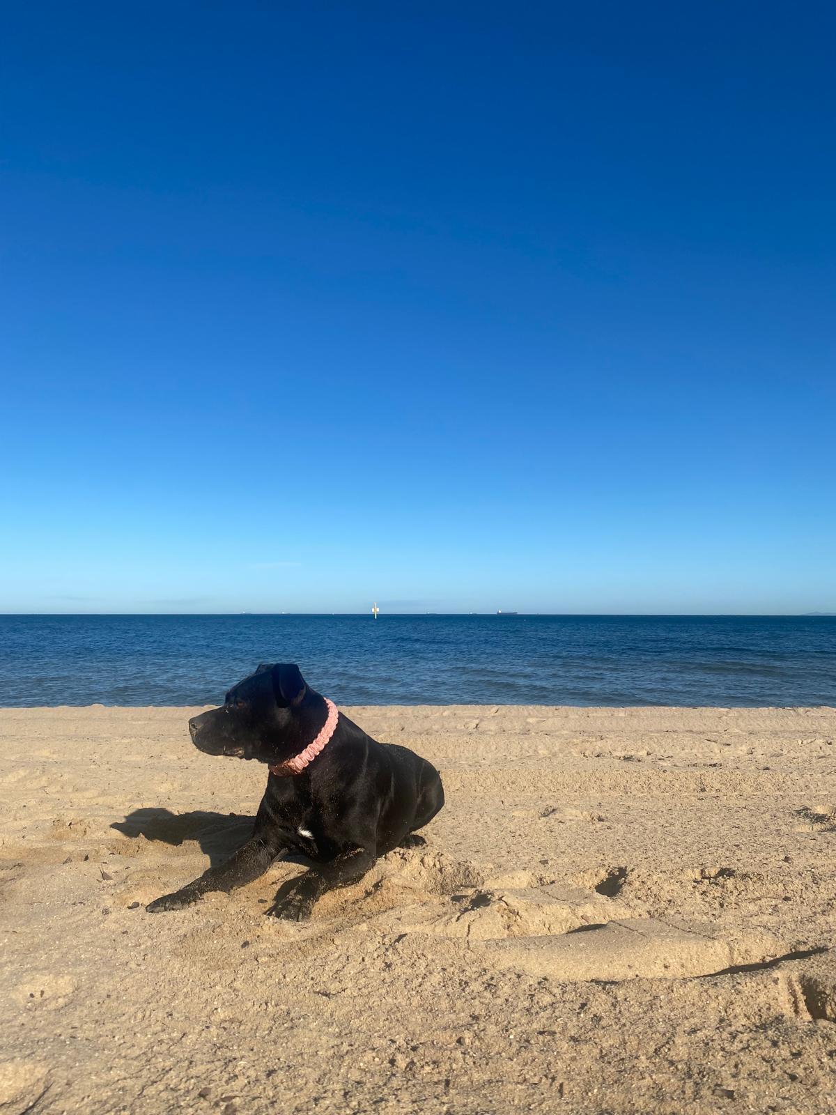 Event Dog Care