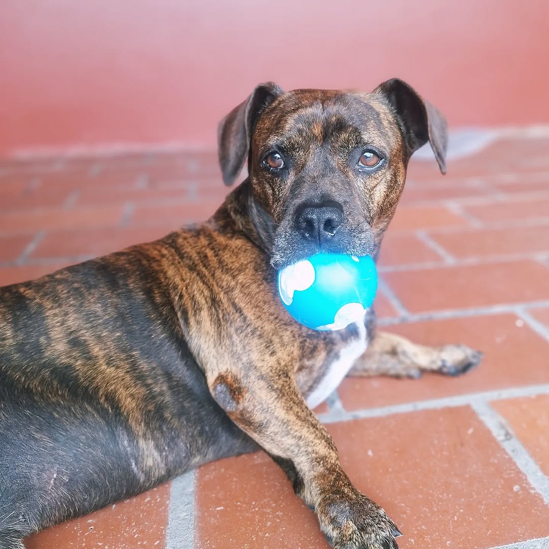 One-on-One Dog Walks
