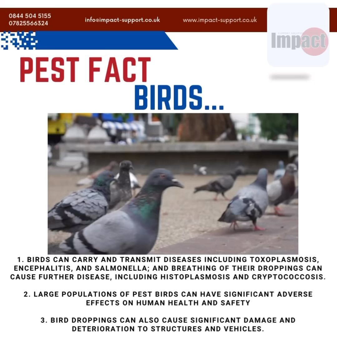 General Pest Control