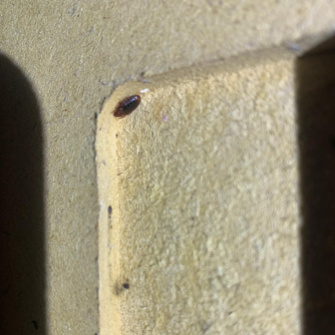 Termite Inspections